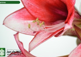 hippeastrum Charisma ® (3)